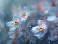 Grafika AI, Kwiaty, Zawilce