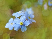 Bokeh, Niebieskie, Niezapominajki, Zbliżenie