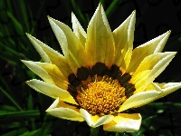 Gazania, Kwiat, Żółty, Zbliżenie