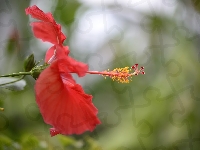 Hibiskus, Czerwony, Kwiat, Zbliżenie