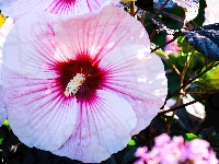 Zbliżenie, Kwiat, Hibiskus