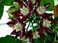 Zbliżenie, Imperialis, Hoja