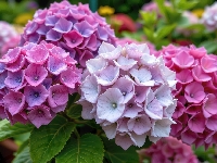 Hortensje, Różowe, Fioletowe, Zbliżenie