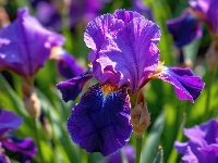Irys, Fioletowy, Rozkwitnięty, Zbliżenie