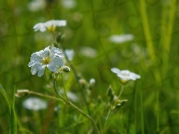 Kwiaty, Rogownica, Białe, Zbliżenie