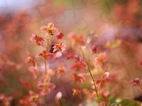 Kwiaty, Epimedium, Czerwone, Zbliżenie