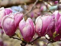 Kwiaty, Magnolia, Różowe, Zbliżenie