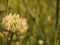 Kwitnienie, Koniczyna, Biała, Zbliżenie
