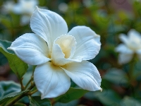 Listki, Biały, Kwiat, Zbliżenie