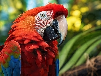 Zbliżenie, Ara, Papuga