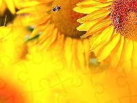 Zbliżenie, Słoneczniki, Pszczoły, Rozmycie