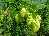 Szyszki, Chmiel, Kwiatostany, Zbliżenie