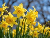 Rozwinięte, Kwiaty, Żółte, Zbliżenie, Narcyzy żonkile