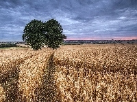 Drzewo, Zboża, Niebo