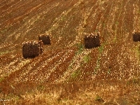 Zboże, Pole, Zżęte, Lato