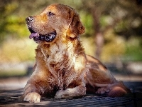 Golden, Zdyszany, Retriever