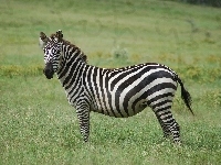 Zebra, Łąka