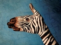 Zebra, Bodypaint