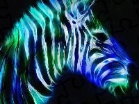 Zebra, Paski