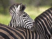 Zebra, Pasy