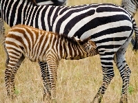 Zebra, Źrebię