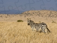 Zebra, Sawanna