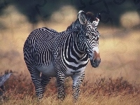 Zebra, Trawa