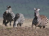 Zebra, trawa