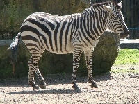 Zebra, ZOO