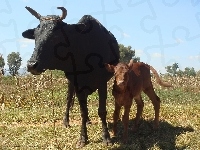 Mama, Zebu, Cielątko