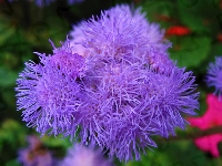 Żeniszek