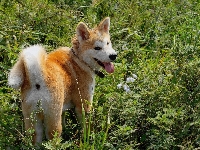 Zieleń, Inu, Akita