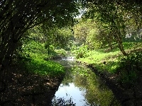 Zieleń, Rzeka, Lato, Ogród, Kwiaty, Park