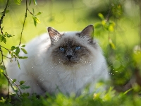 Niebieskooki, Kot, Ragdoll, Zieleń