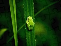 Żabka, Zielona, Liść