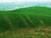 Zielona, Łąka