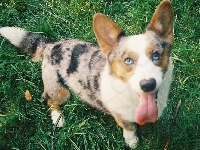 zielona, Welsh corgi cardigan, trawa