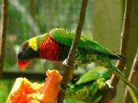 Czerwono-zielona, Papuga