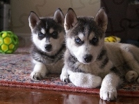 zielona, Siberian Husky, piłka