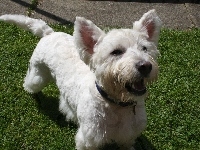 zielona, West Highland White Terrier, trawa
