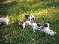 zielona, Jack Russell Terrier, trawa