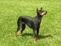 zielona, Angielski Toy Terrier, trawa