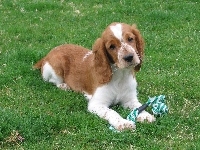 zielona, Springer spaniel walijski, trawa