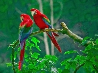 Zielone, Liście, Dwie, Czerwono, Papugi