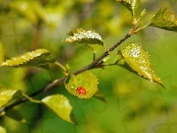 Zielone, Biedronka, Brzoza, Gałązka, Liście