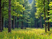 Ławka, Zielone, Las, Grafika, Drzewa