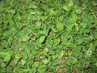 Zielone, Liście