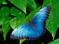 Zielone, Niebieski, Motyl, Liście