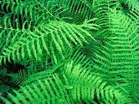 Zielone, Paprocie
