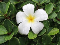 Kwiat, Zielone, Plumeria, Krople, Liście
